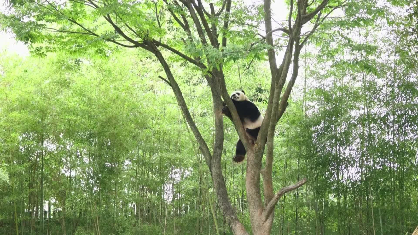 va corea del sur panda bebe