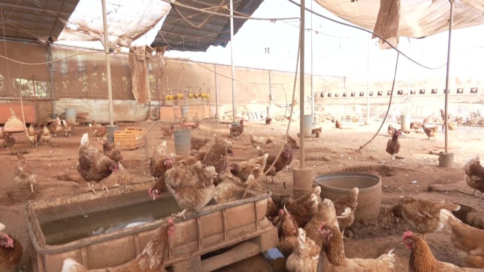 web gallinas confinadas