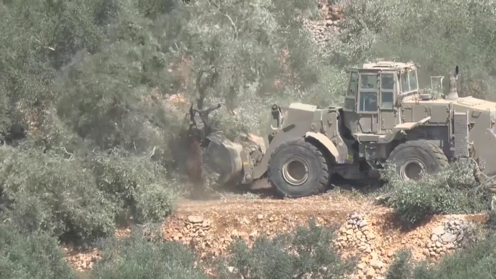 va olivos destruidos por israel