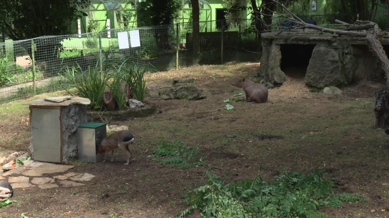 J050-CANTABRIA CAPIBARAS ZOO SANTILLANA