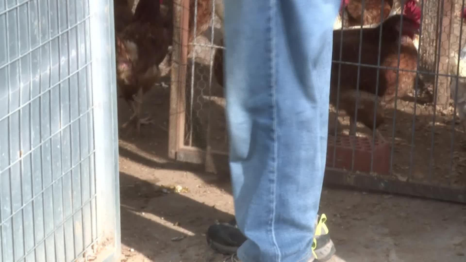 L024-VARIOS GALLINAS CONFINADAS