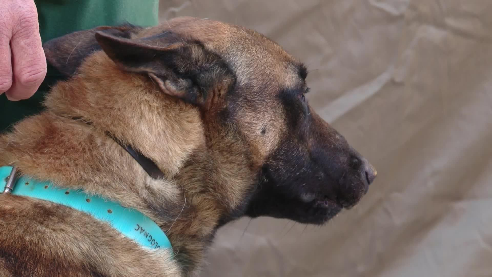 X027-BARCELONA SEGUIMIENTO PESTE PORCINA