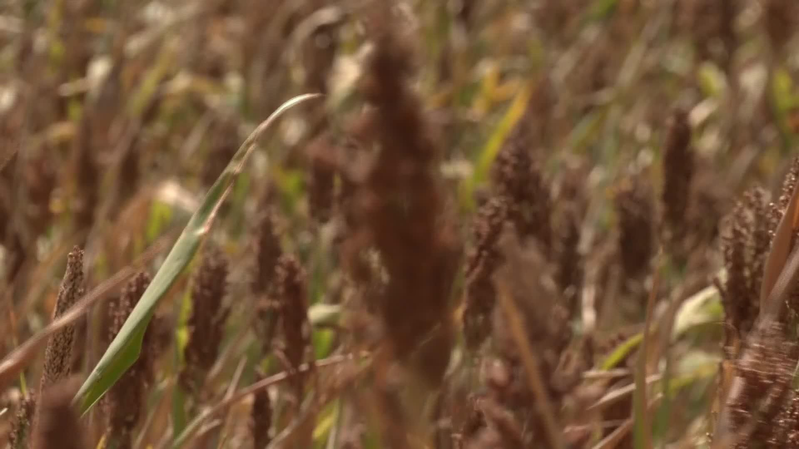 X049-EDI VARIOS GENETICA DEL SORGO
