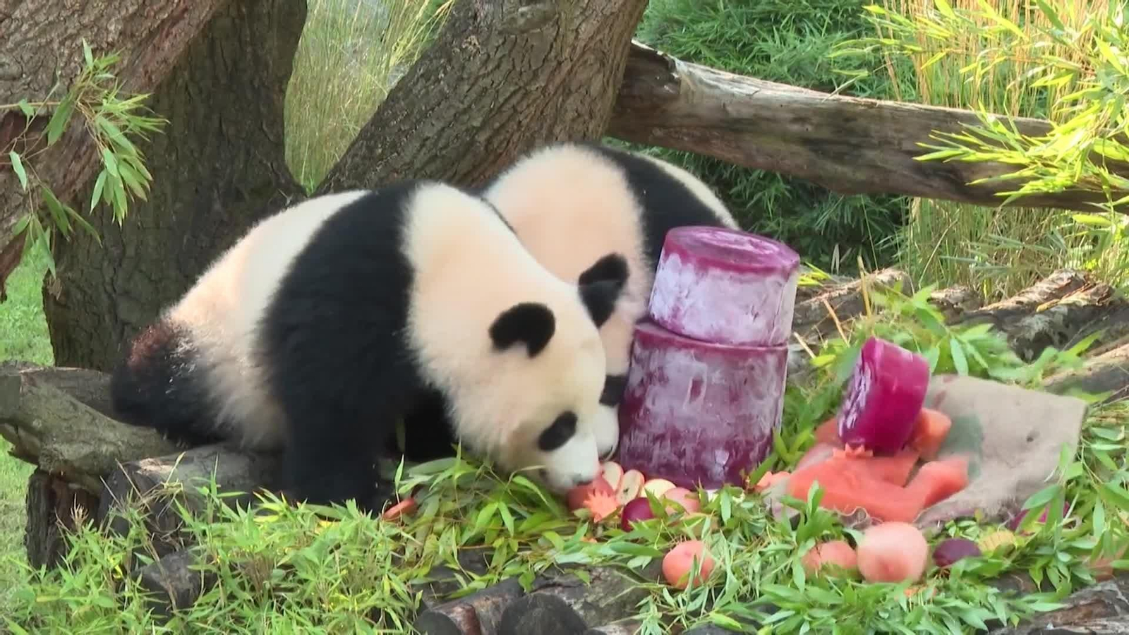 va cumple gemelos panda berlin