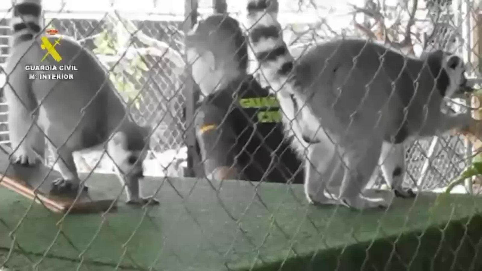 M026-CASTELLON ZOOLOGICO ILEGAL