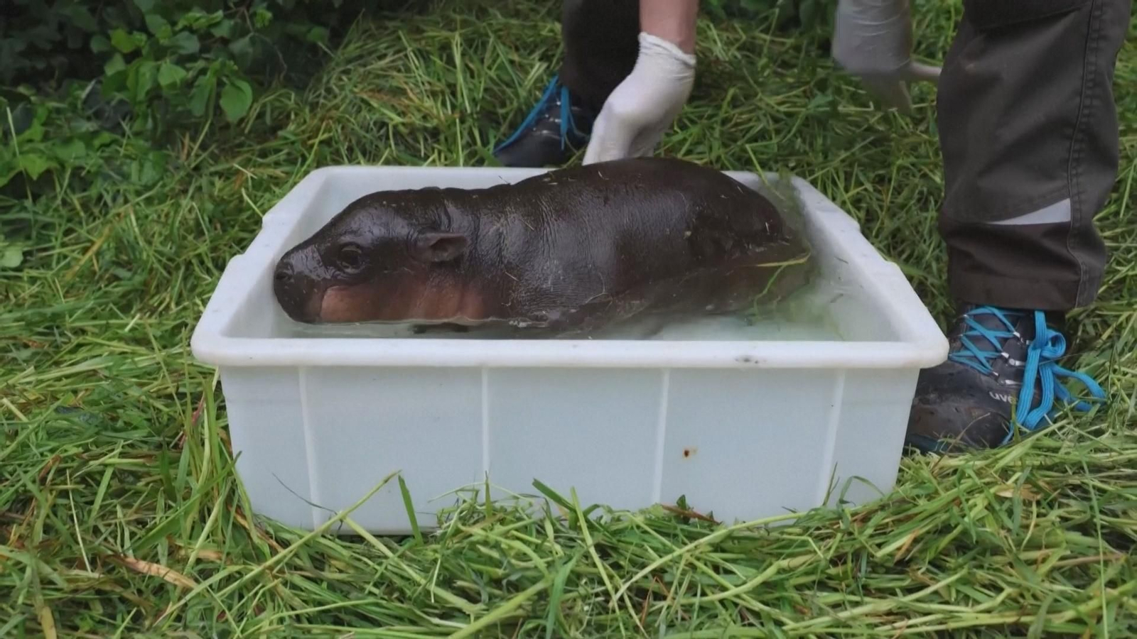 va nace especie rara hippo frame 64