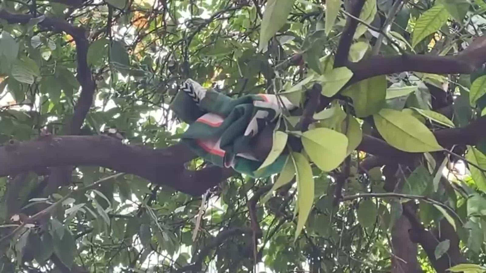 M074-SEVILLA PRESENTACION CAMISETA BETIS FABRICADAS CON NARANJAS