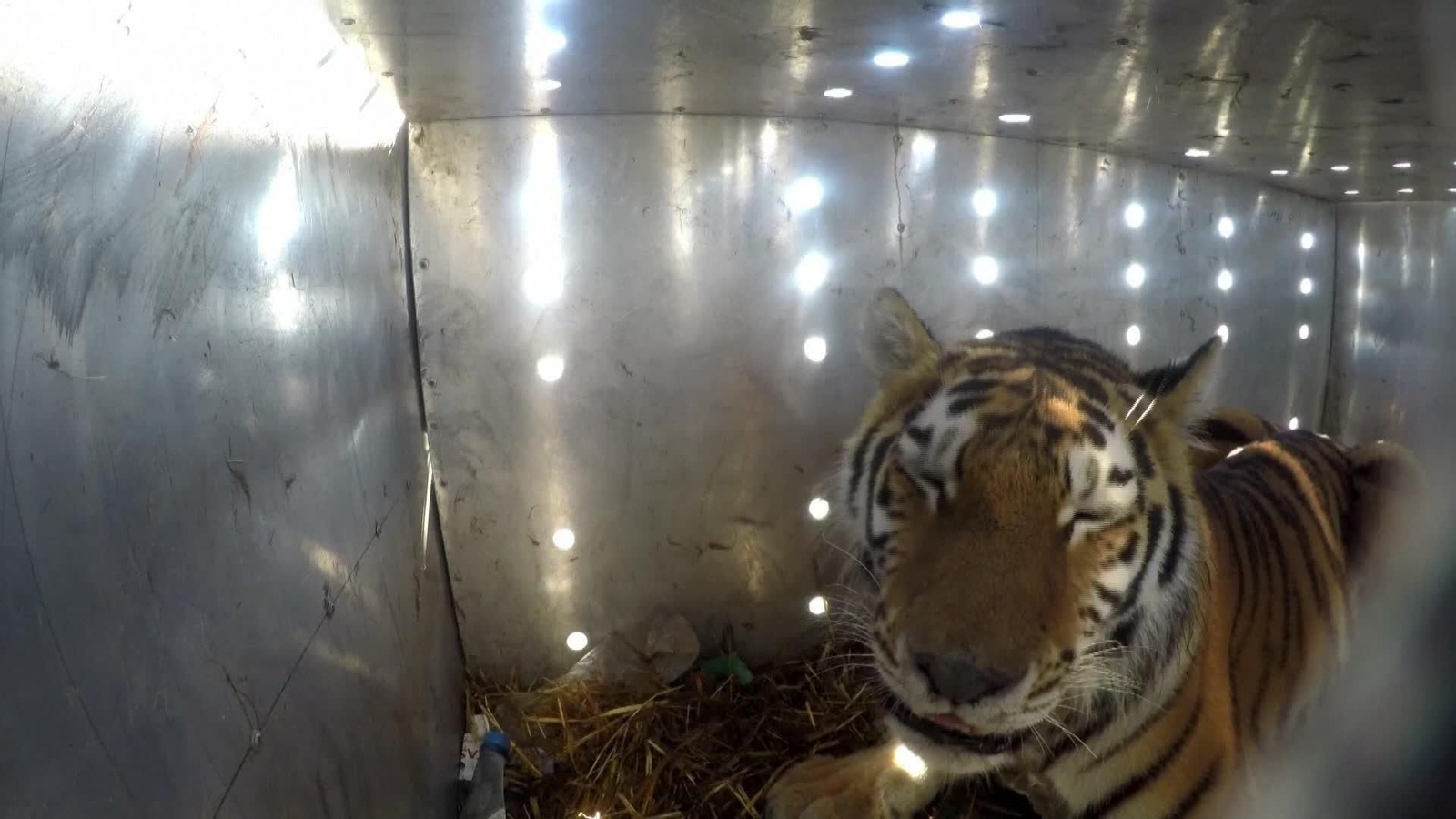 M004-KAZAJISTAN TIGRE LIBERADO