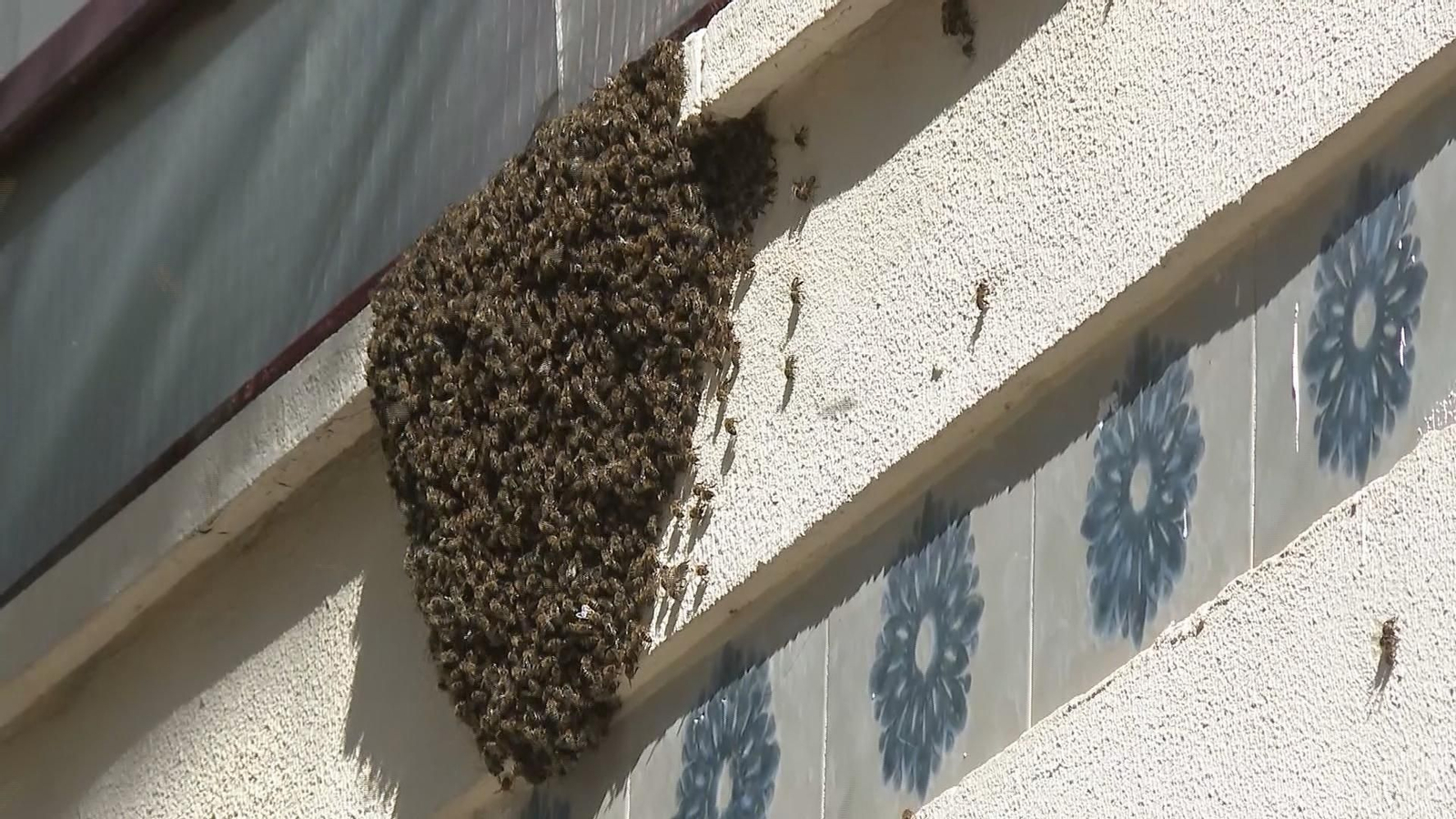 M066 EDI VALENCIA ENJAMBRES DE ABEJAS  frame 500