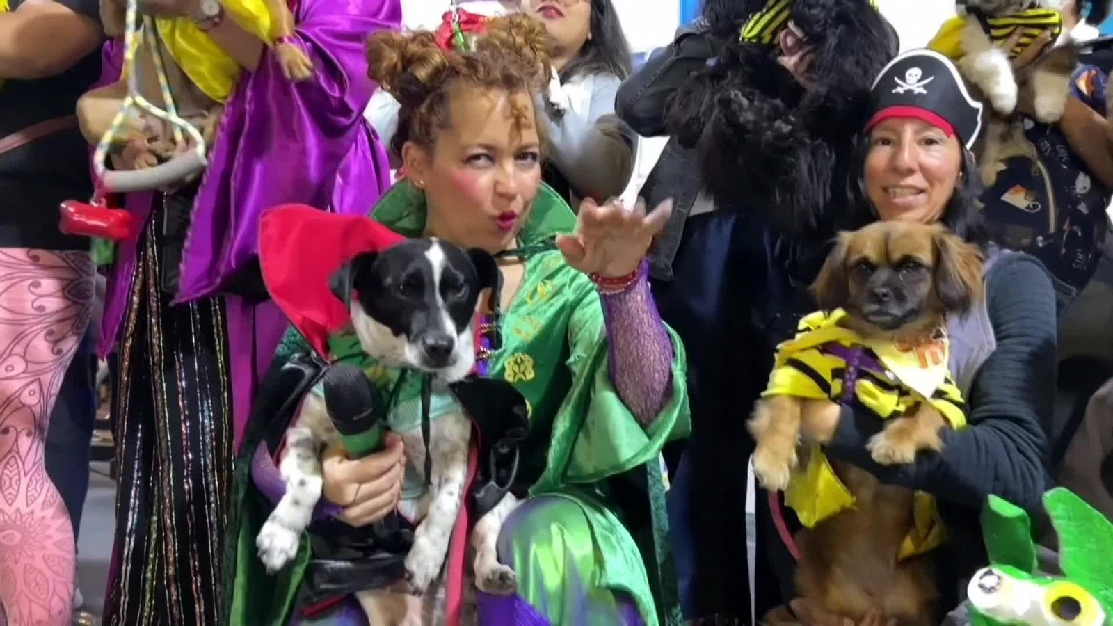 va peru concurso perros halloween va peru concurso perros halloween