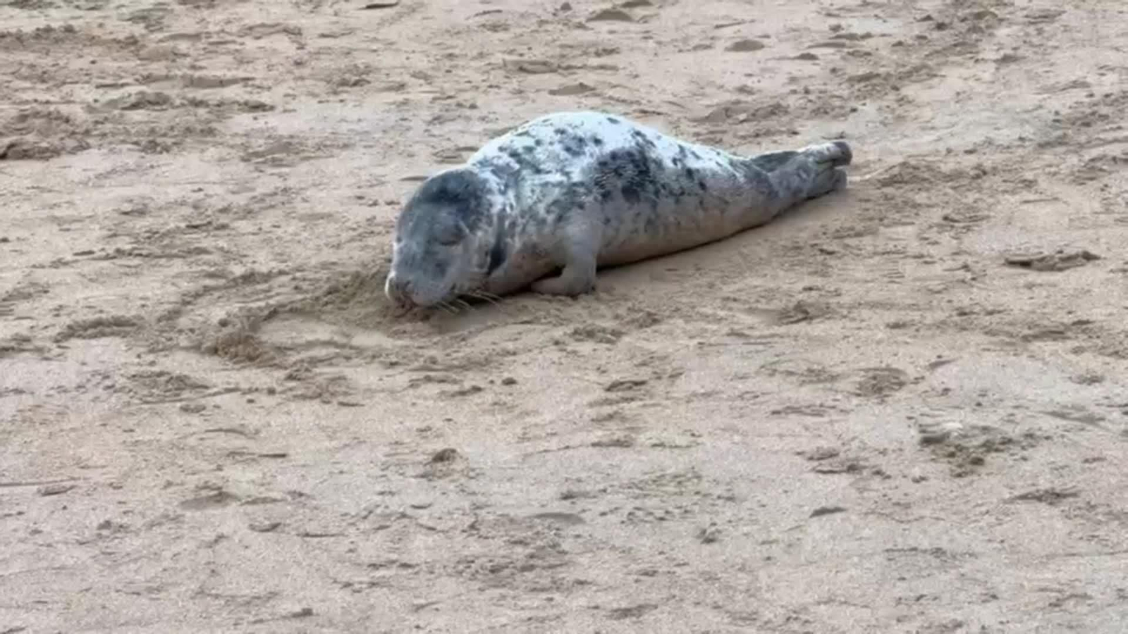 va foca san sebastian