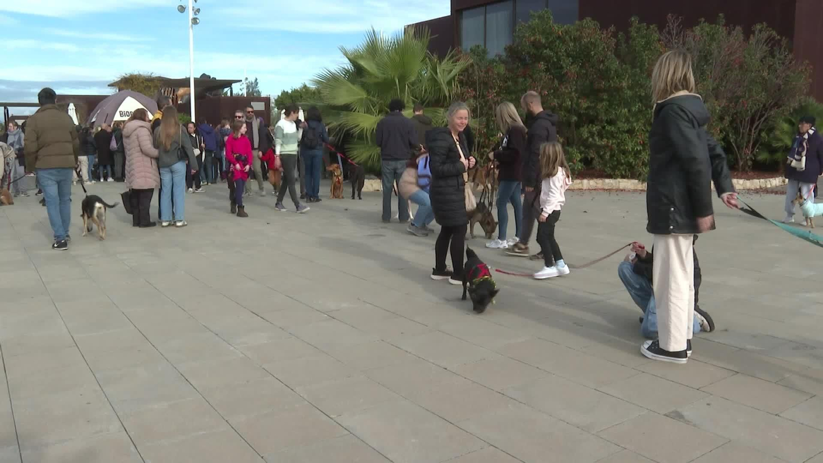 D030-VALENCIA ADOPCION PERROS