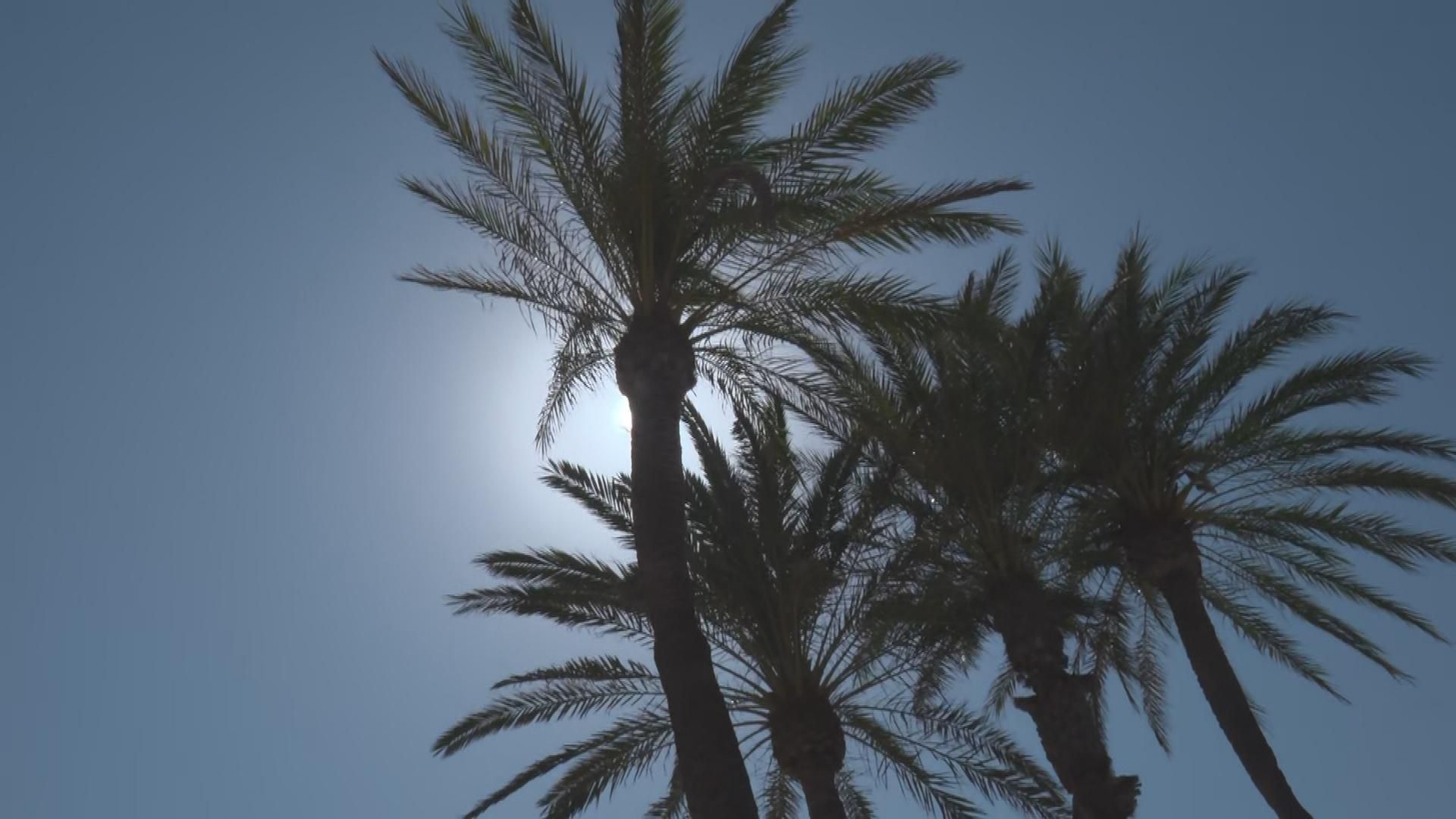 J026 VARIOS REACCIONES ECLIPSE DIA DESPUES frame 10273