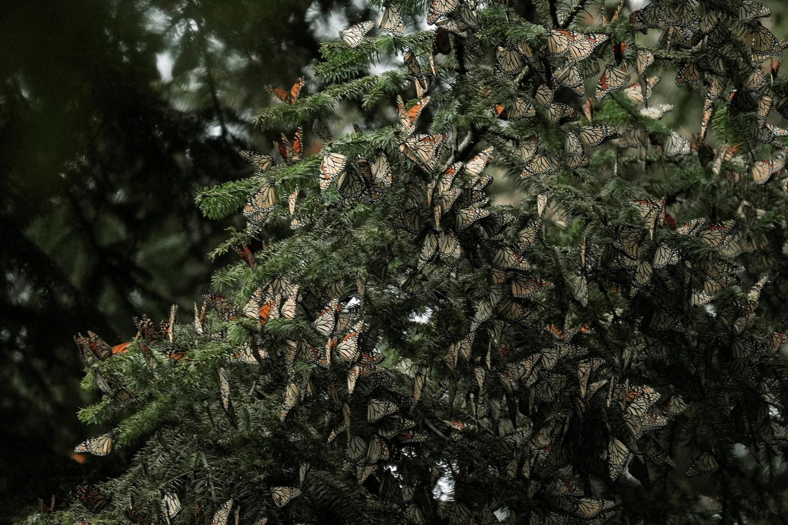 mariposas monarca mexico