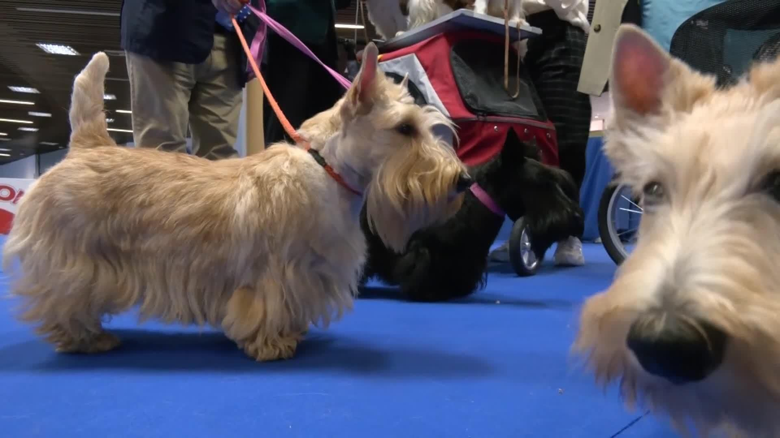 web perritos torremolinos