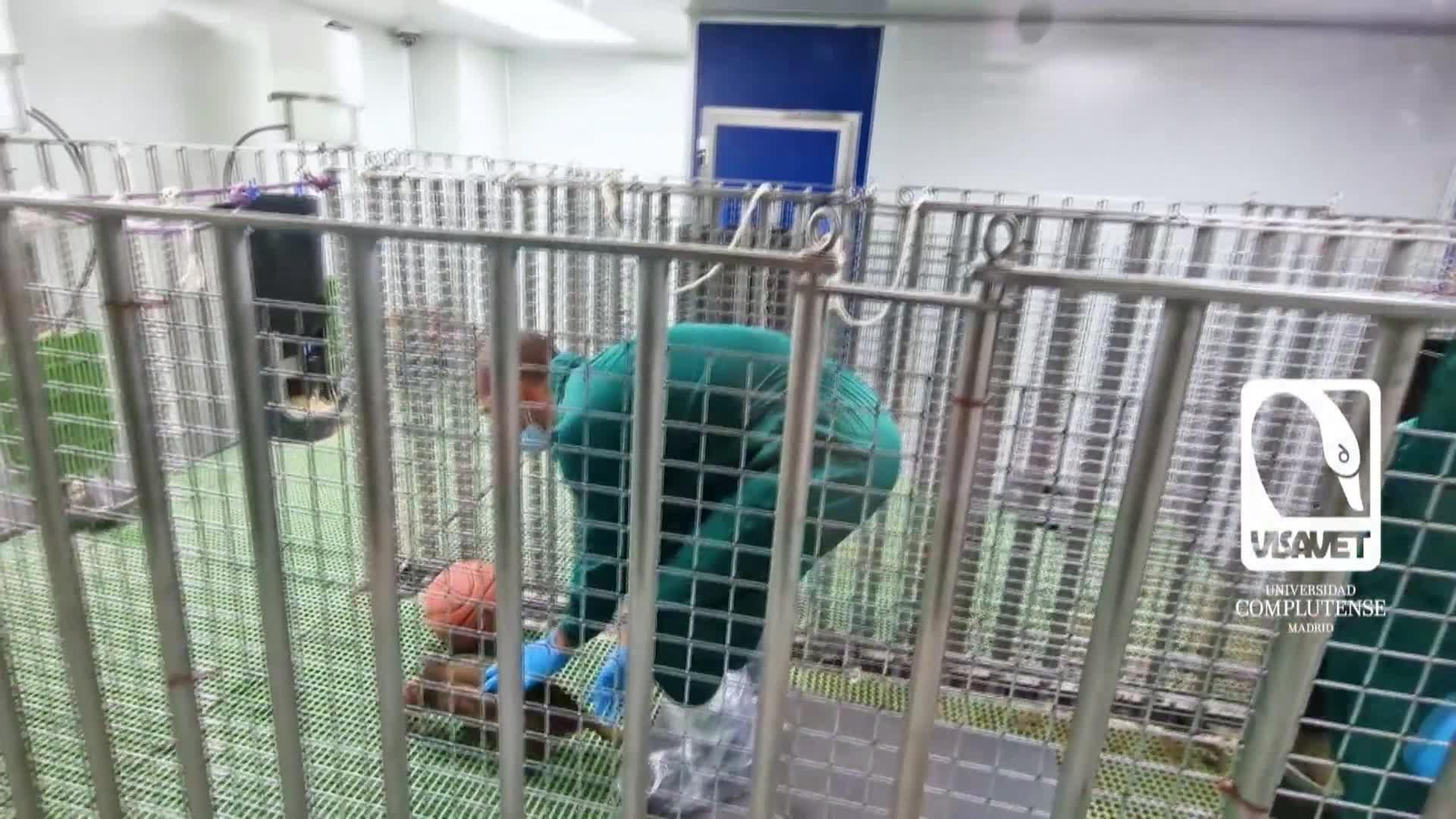 web laboratorio peste porcina