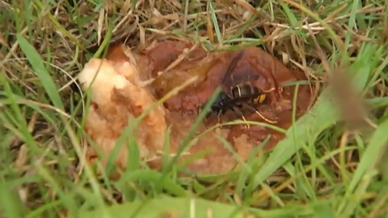 web veloutinas web veloutinas