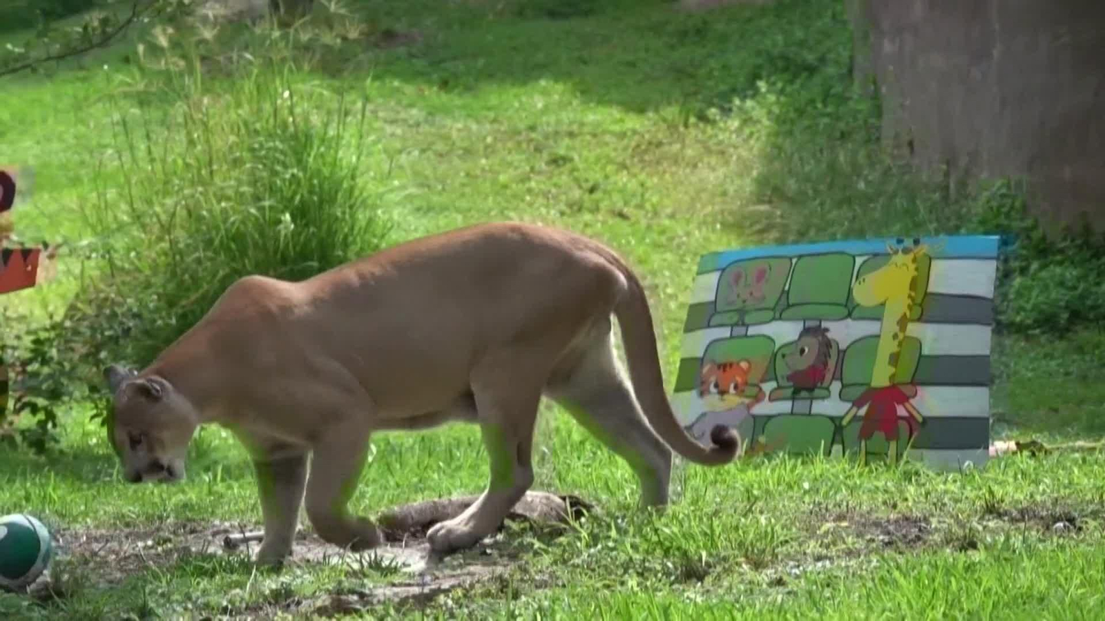 va mexico animales mundial