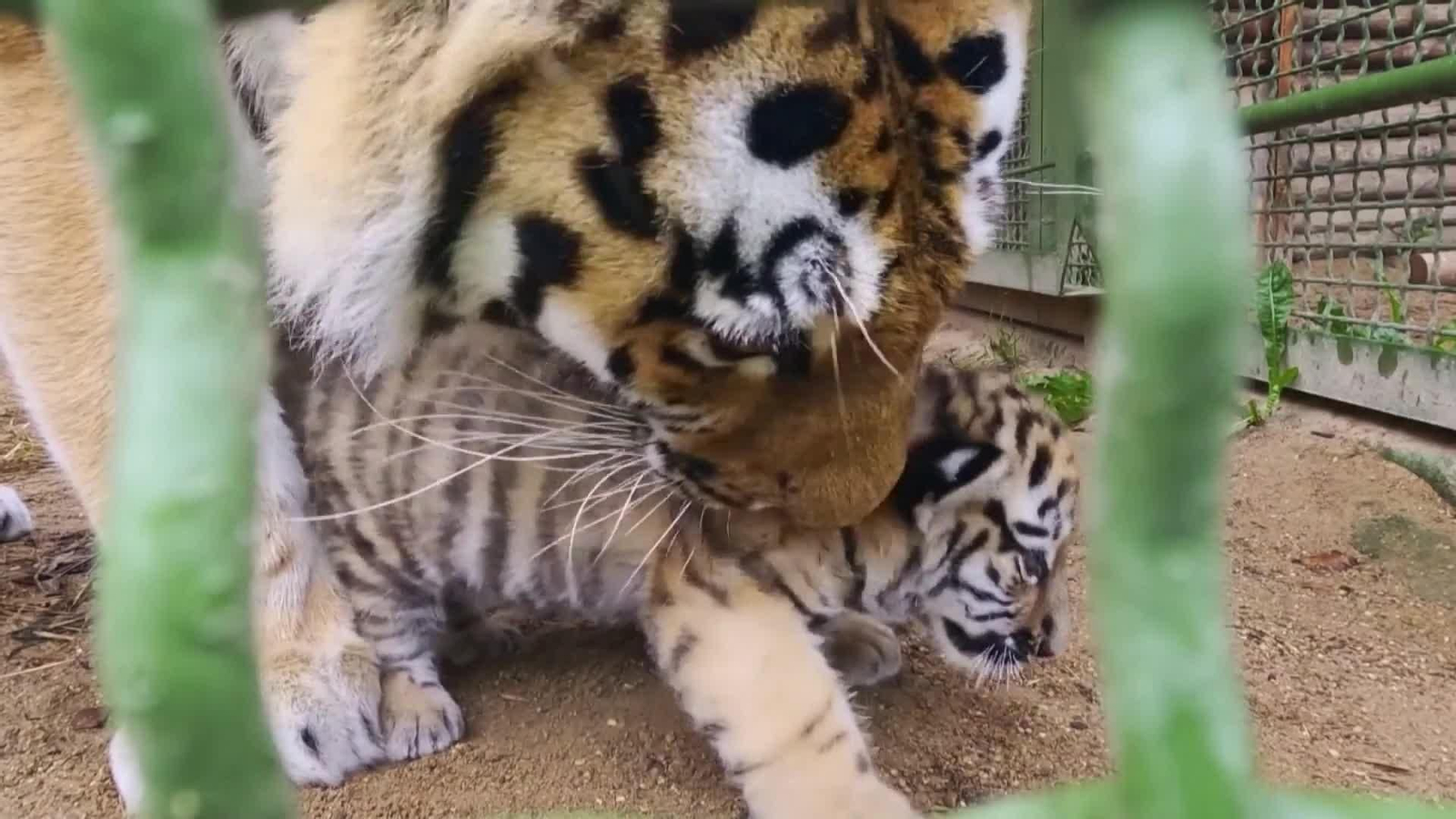 va tigres siberianos