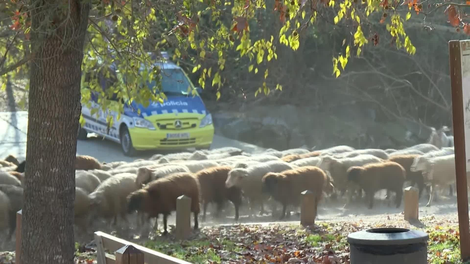 M078-BARCELONA PASTOR SOBRE PESTE PORCINA COLLSEROLA