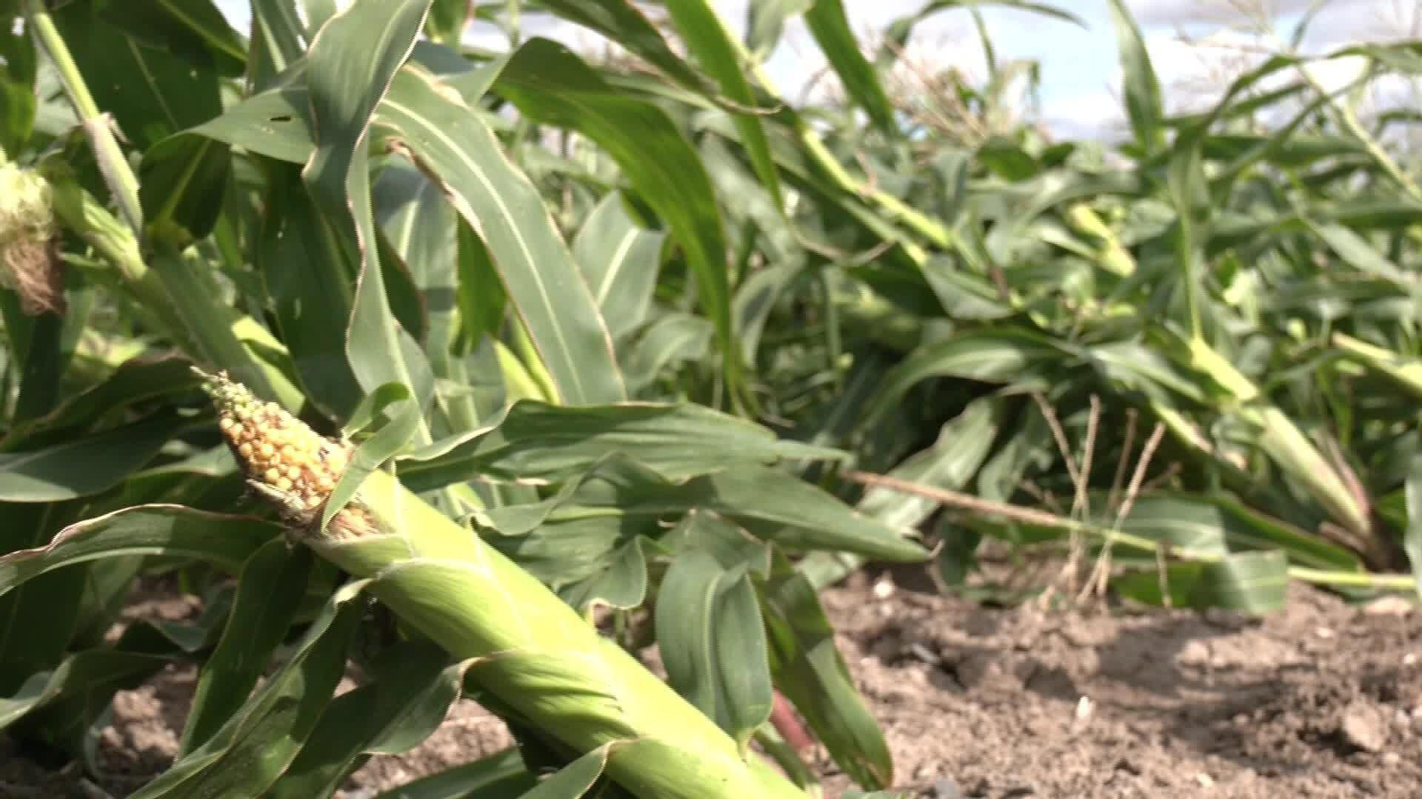 D037-SEVILLA DAÑO CULTIVOS