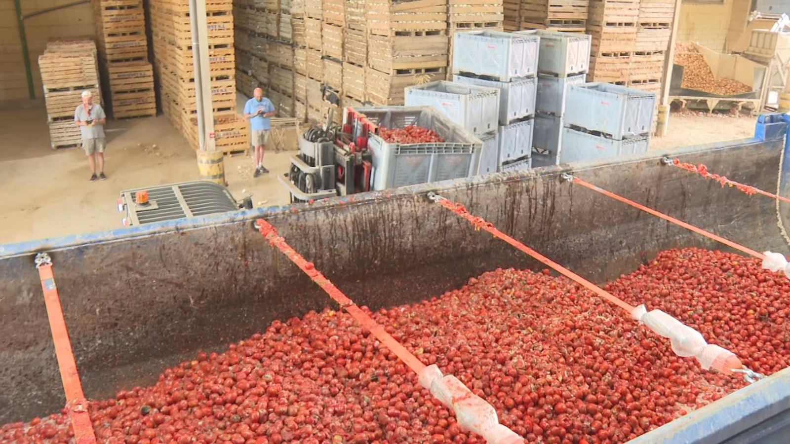 M030-VALENCIA PREPARATIVOS TOMATINA