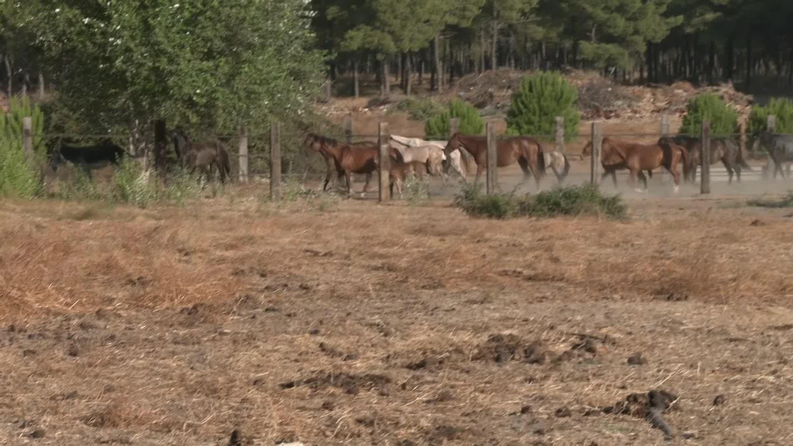 J040-HUELVA CABALLOS SUELTOS HINOJOS