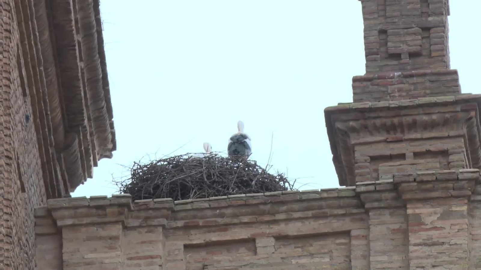 L094-LA RIOJA CIGUEÑAS EN ALFARO