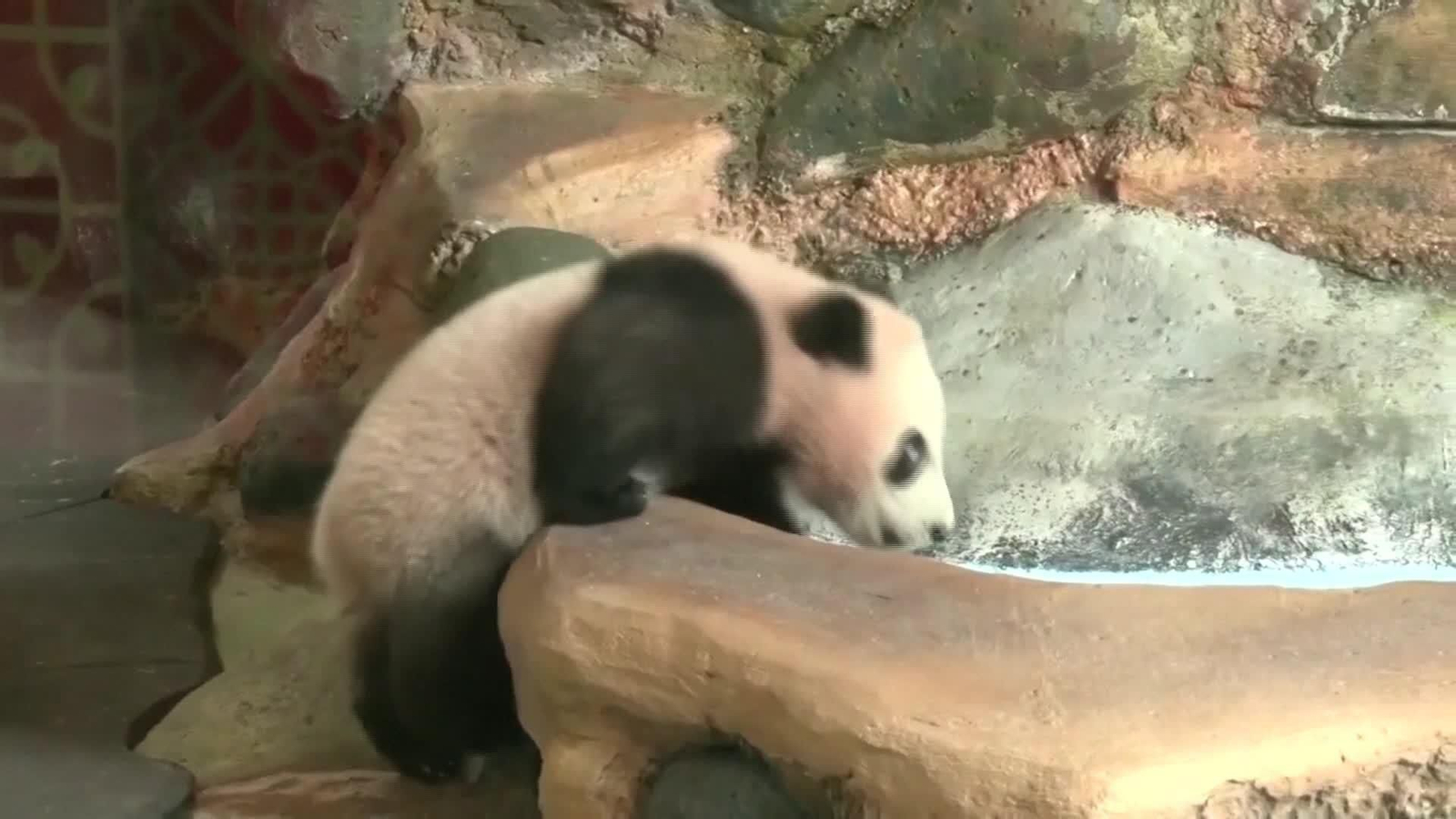 S027-INDONESIA PANDA