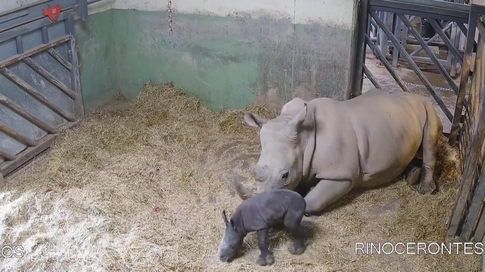 web nacimiento rinoceronte