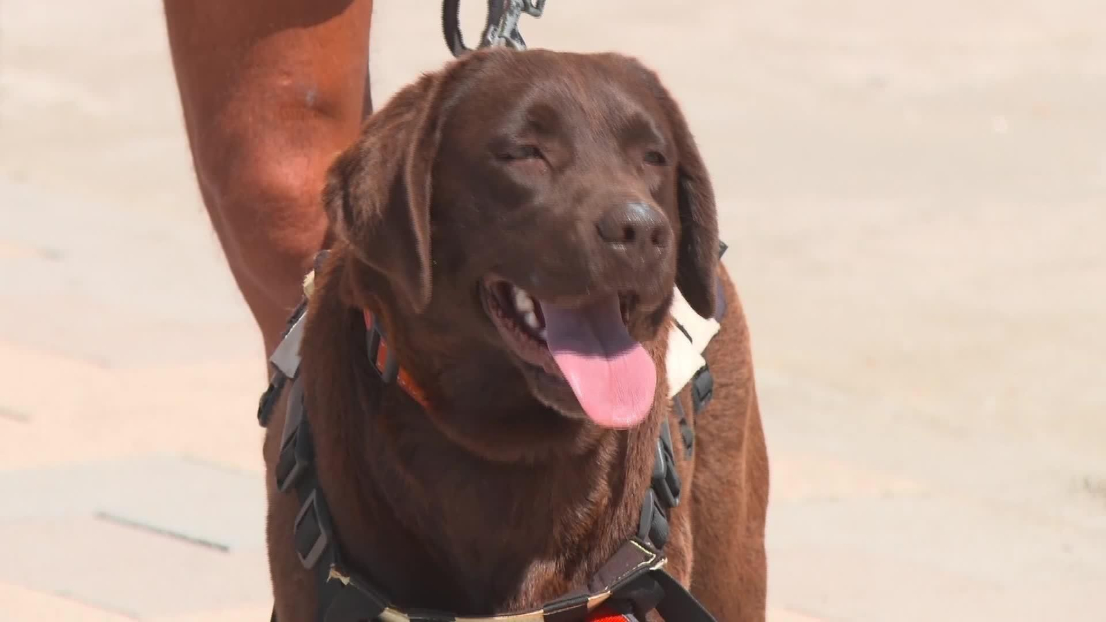 V037-EDI MALAGA PERROS SOCORRISTAS TORROX