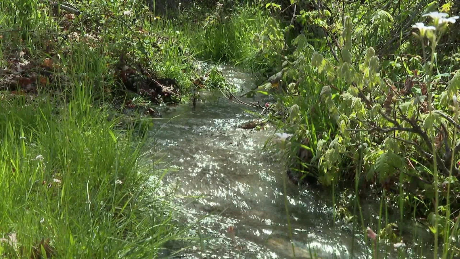 web sembrando agua