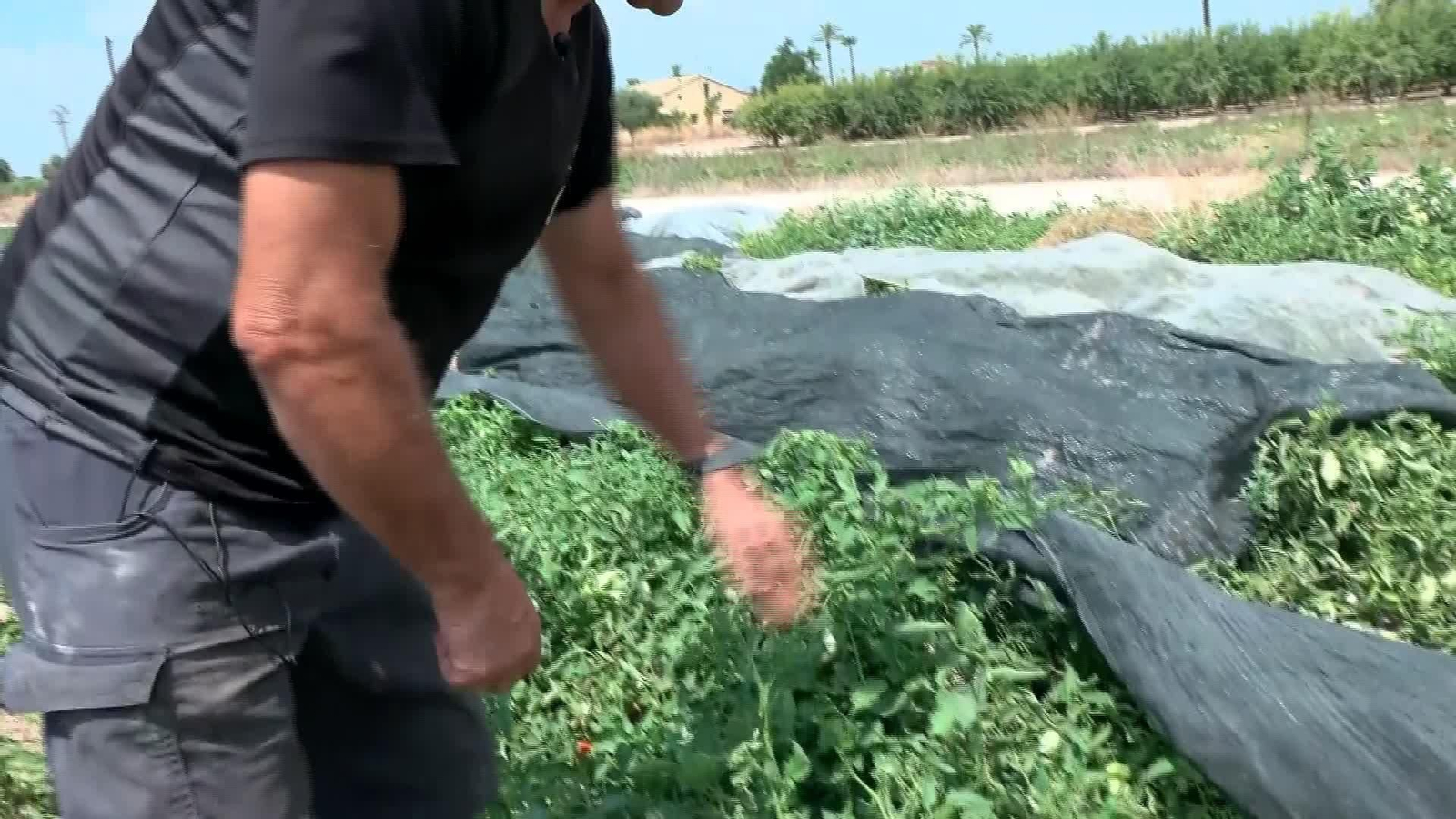 X052-EDI VARIOS FRUTALES Y CALOR