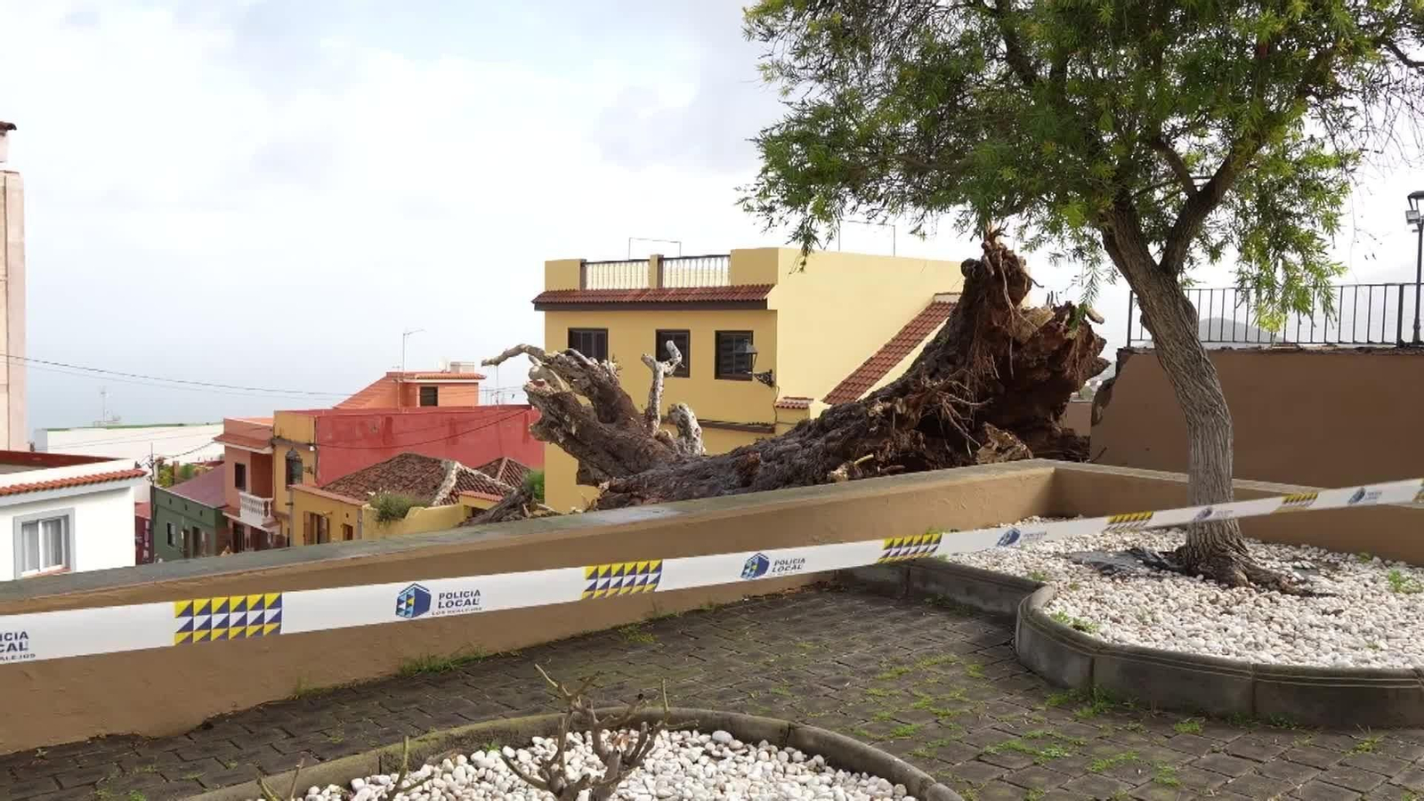 va arbol centenario caido tenerife