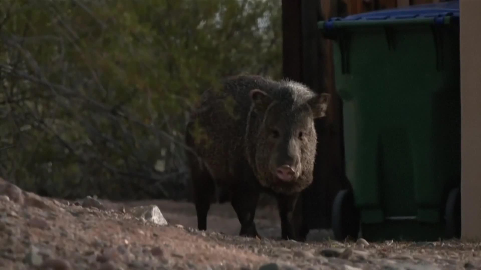 va sospechoso secuestro mujer
