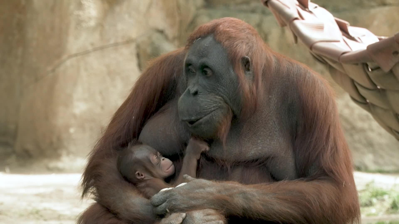 M057-MADRID NACIMIENTO ORANGUTAN ZOO