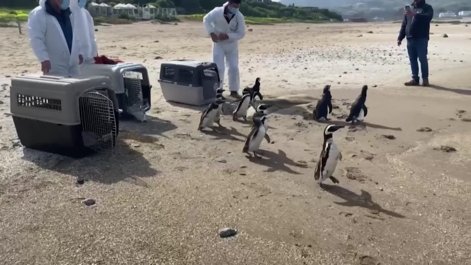 va chile pinguinos puestos en libertad