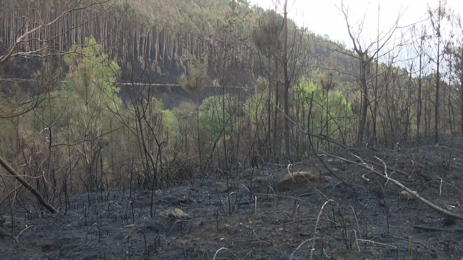 M034 PONTEVEDRA INCENDIO PONTEAREAS frame 2606