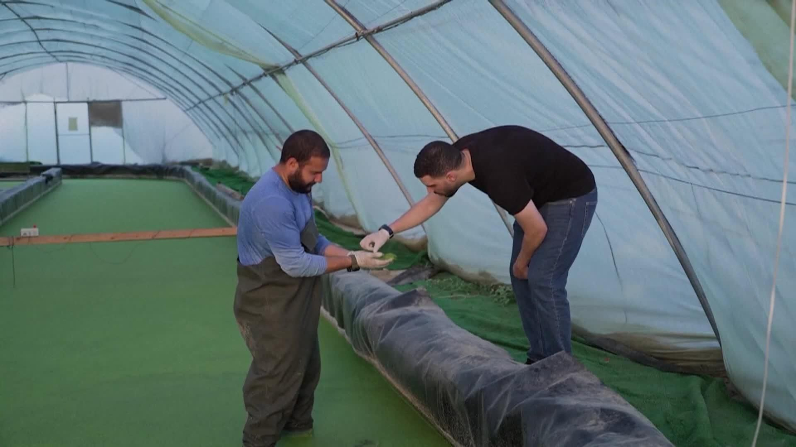 va proteina desierto