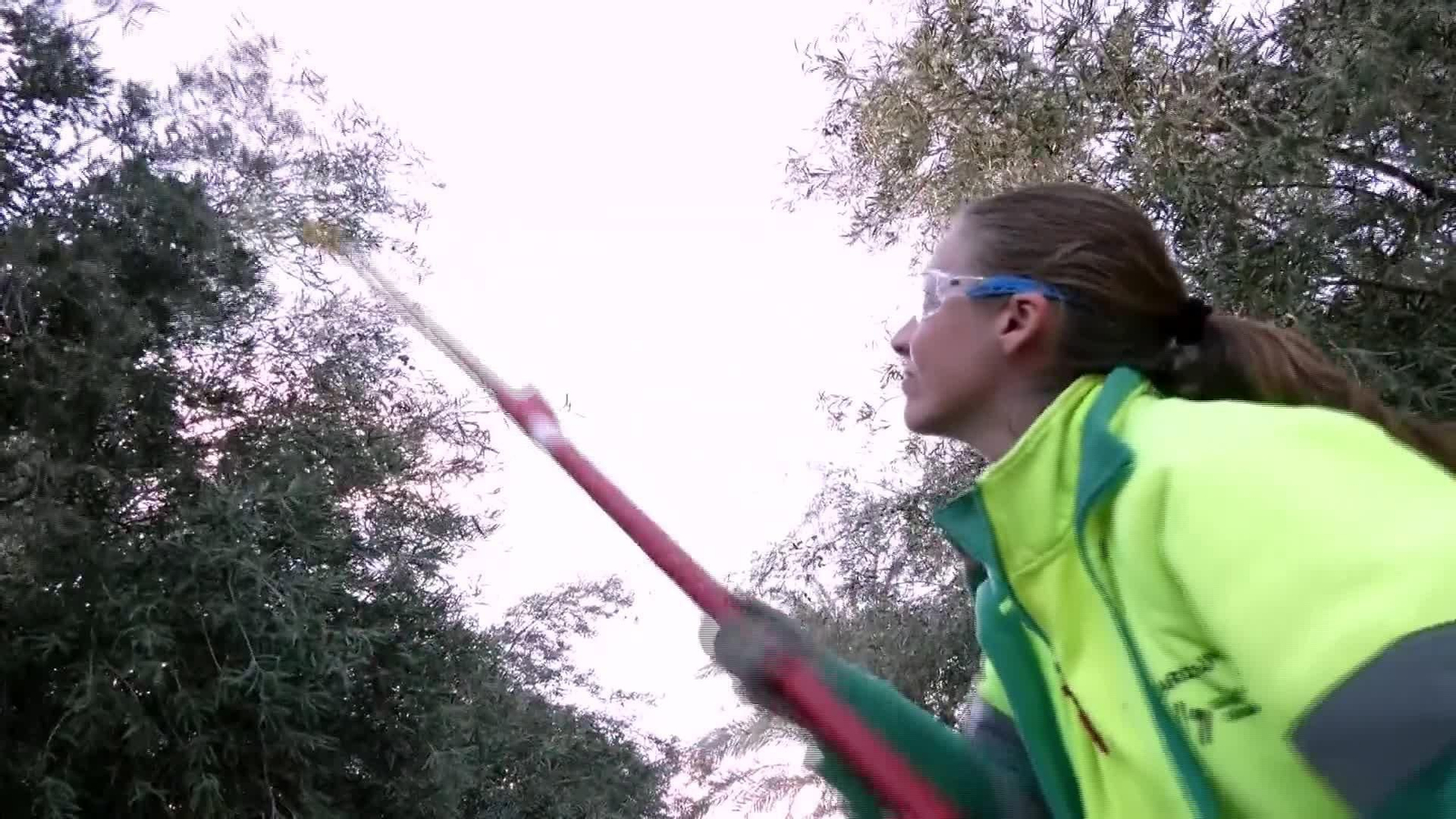 X003-EDI-ALICANTE RECOGIDA ACEITUNA UNIVERSIDAD ELCHE