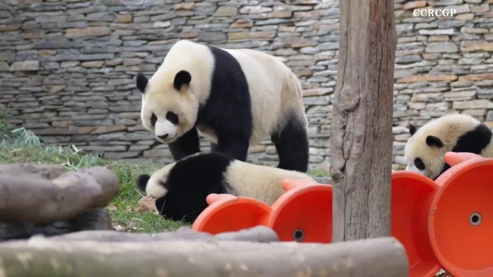 va pandas cuquis