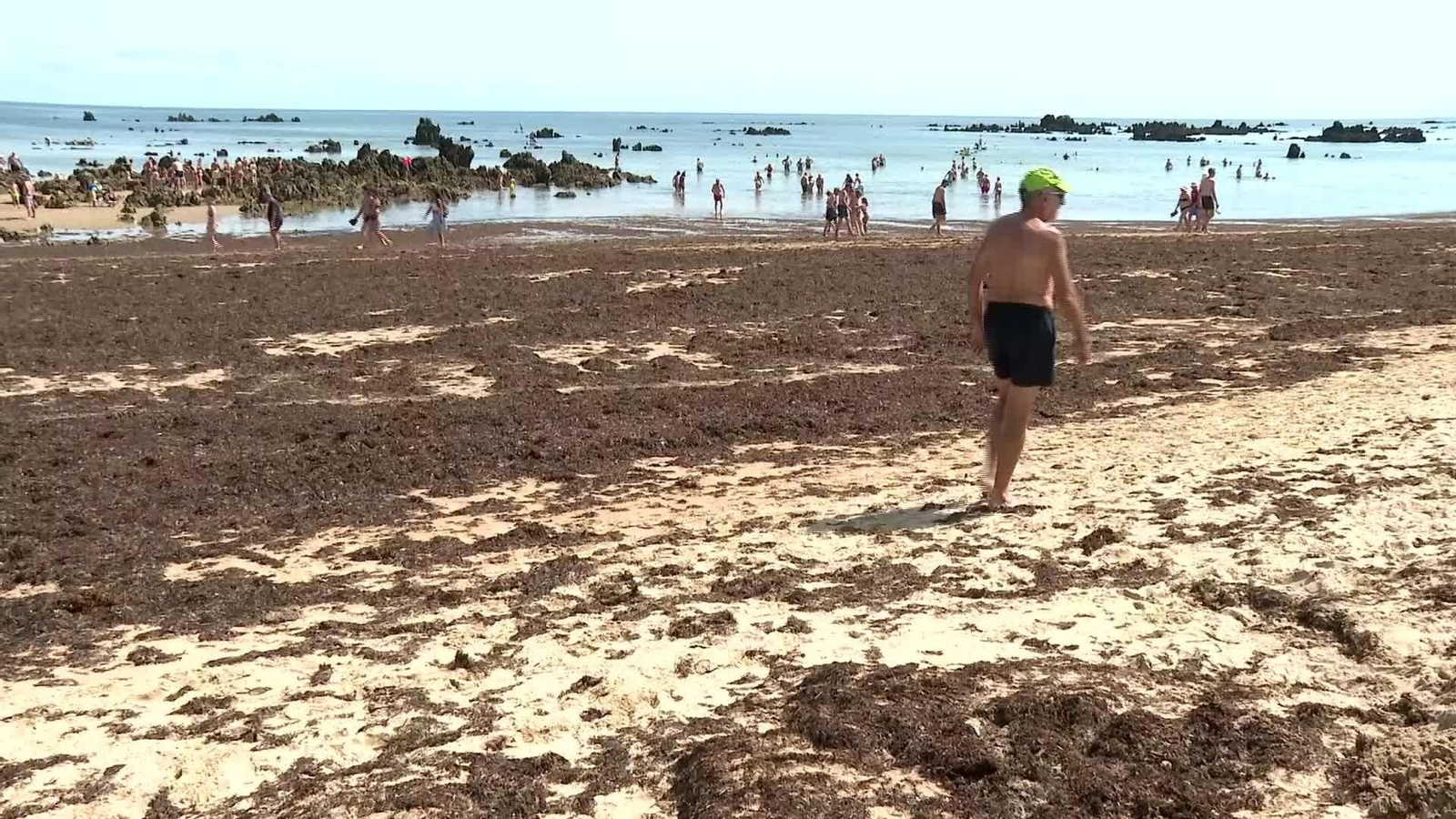 S027-CANTABRIA ALGA ASIÁTICA PLAYA NOJA