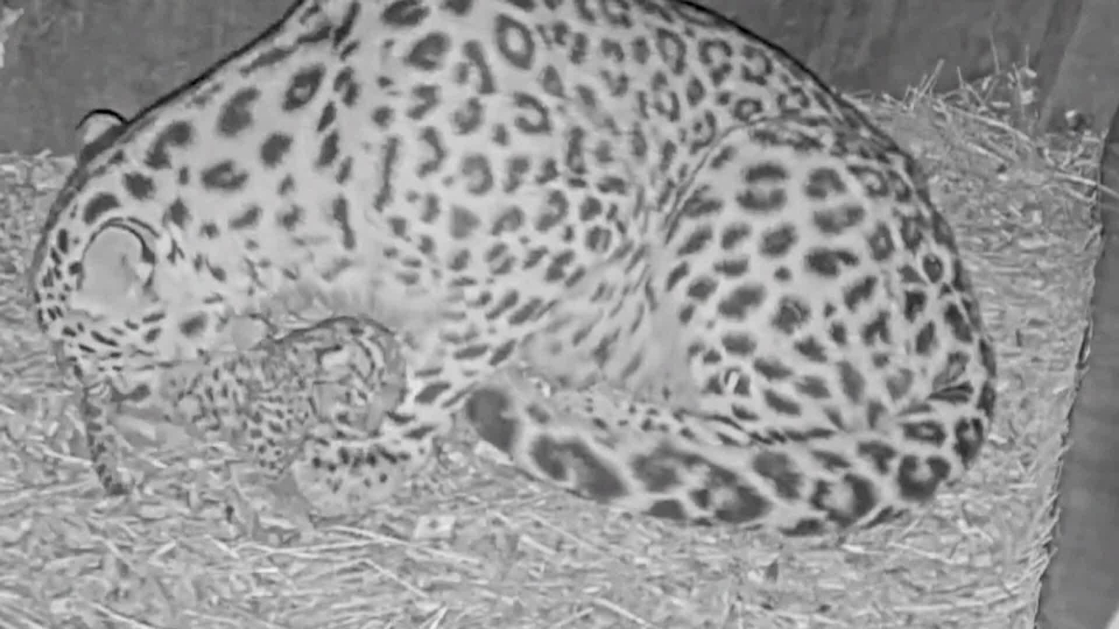 va cria leopardo copenhague