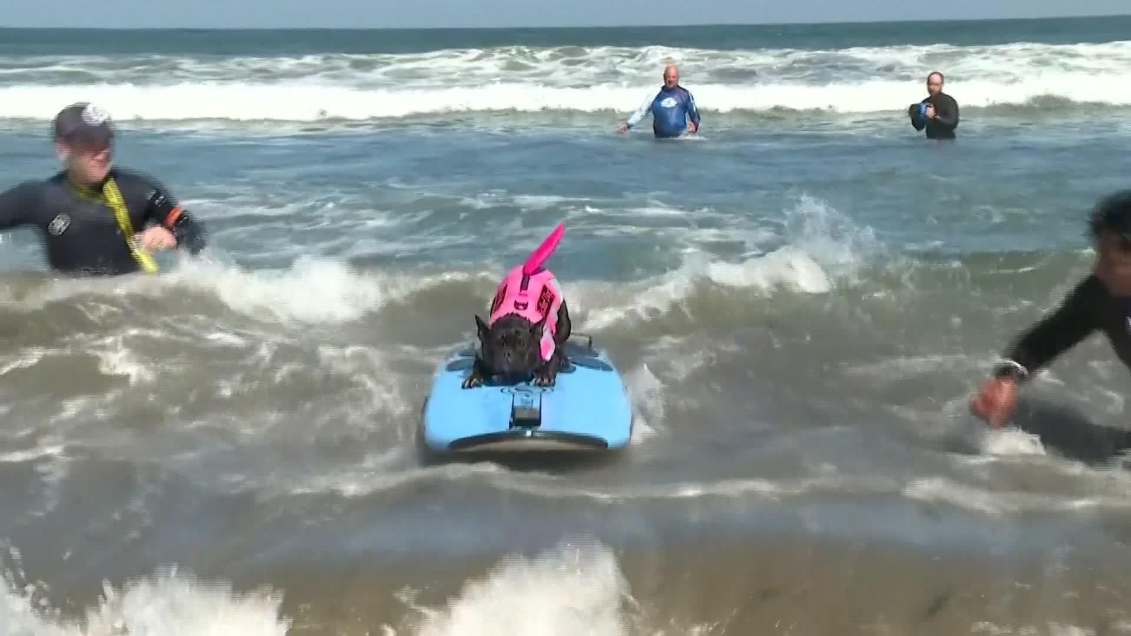 D004-EEUU CALIFORNIA COMPETICION PERROS SURFISTAS