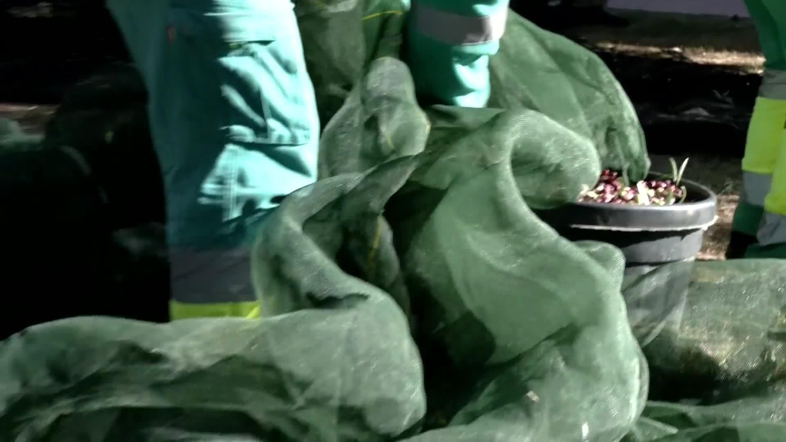 web aceitunas universitarias