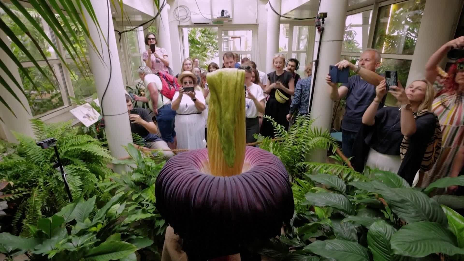 M054-POLONIA FLOR GIGANTE MALOLIENTE