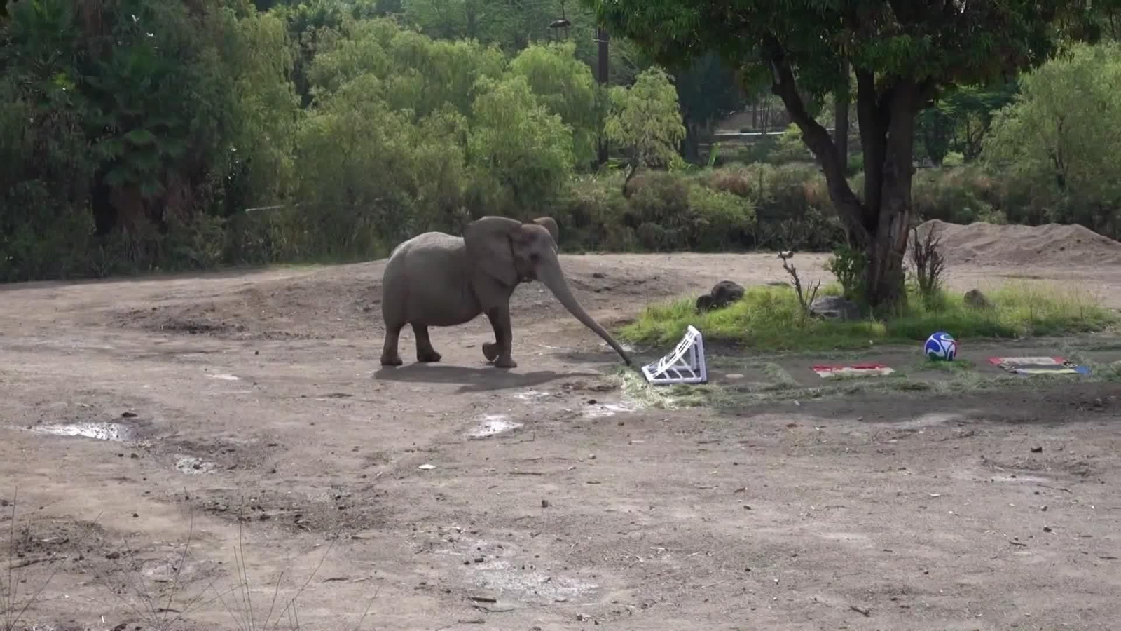 S005-MEXICO ANIMALES ZOO FAVORITOS MUNDIAL