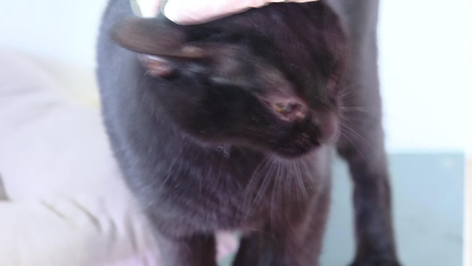 X021-TERRASSA PROHIBIDO ADOPTAR GATOS NEGROS