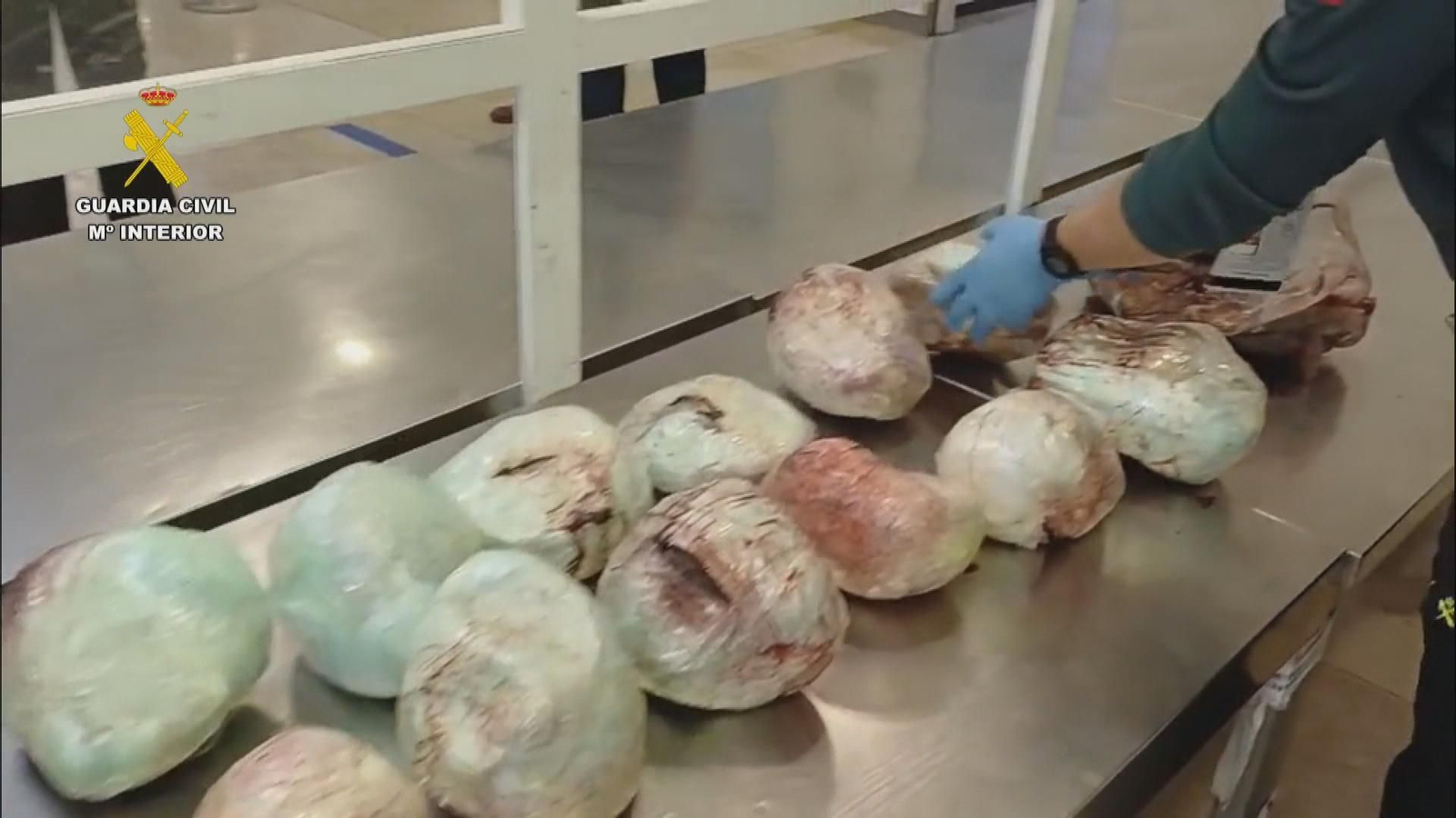 J013 IMAGENES GC PANGOLINES INCAUTADOS frame 188