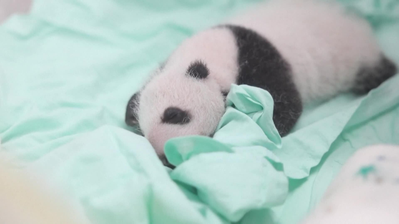 va china pandas cría articifial